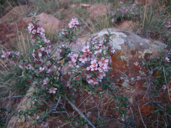 گل و گلسنگ -Tofigh Vahidi Azar توفیق وحیدی آذر -Wild Flowers of Eynali